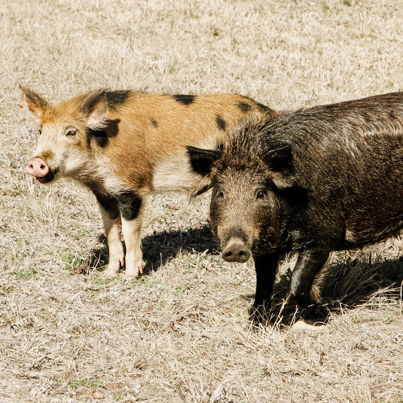 ★MPB Wild Boar★SR★Fade bream 2★ Wild Boar - Pest Management - Starland County, AB